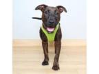 Adopt Coco D17003 a Bull Terrier