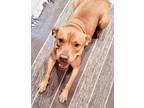 Adopt Sharpay Evans a Shar-Pei, American Staffordshire Terrier