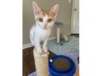 Adopt Kelly a Domestic Short Hair, Tabby