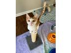 Adopt Sabrina a Domestic Short Hair, Tabby