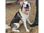 Adopt Simon a Siberian Husky, Mixed Breed