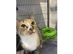 Adopt Dolly a American Shorthair