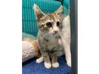 Adopt T-Rex a American Shorthair