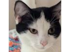 Adopt Yeldah a Domestic Short Hair