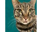 Adopt Delilah a Domestic Short Hair