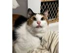 Adopt Meredith a Domestic Short Hair, Calico