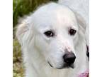 Adopt Ashley a Great Pyrenees