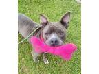 Adopt Kenzie a Mixed Breed