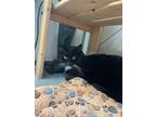 Adopt Remi a Domestic Short Hair