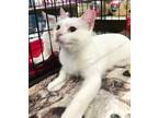 Adopt Yentl a Domestic Short Hair, Turkish Van
