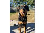 Adopt Charlie a Rottweiler, Retriever