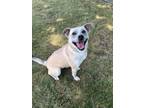 Adopt Ethyl a Pit Bull Terrier, Mixed Breed