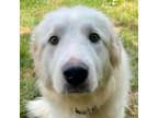 Adopt Casey a Great Pyrenees
