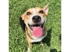 Adopt Lil Bit a Corgi, Terrier
