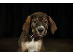 Adopt Hazel a Bullmastiff, German Shepherd Dog