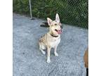 Adopt Rory a Husky, Hound