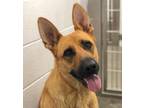 Adopt Audrey a Belgian Shepherd / Malinois, Hound