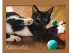 Adopt Pepper a American Shorthair