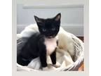 Adopt Cookie a American Shorthair