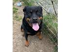 Adopt Lilly a Rottweiler
