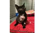 Adopt Cherry a Domestic Short Hair