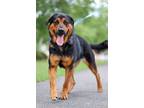 Adopt Stella a Rottweiler, German Shepherd Dog