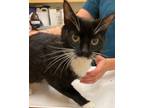 Adopt BABY a Domestic Short Hair