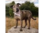 Adopt Miley a Mixed Breed