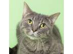 Adopt Reba a Domestic Short Hair