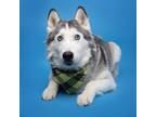 Adopt Anook a Siberian Husky, Mixed Breed