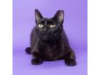 Adopt Lyric a Domestic Short Hair