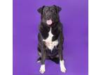 Adopt Mina Faith a Mixed Breed