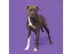 Adopt Mocha a Mixed Breed
