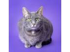 Adopt Merlin a Domestic Short Hair