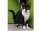Adopt Andrea a Domestic Short Hair
