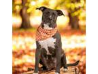 Adopt Jujube a Carolina Dog, Smooth Collie