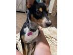 Adopt Delaney SC a Mixed Breed
