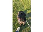Adopt Penny HTX a Newfoundland Dog, Great Pyrenees