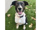 Adopt Piper a Border Collie, Mixed Breed