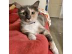 Adopt Winifred a Domestic Medium Hair