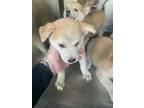 Adopt Puppy 3 a Chow Chow, Mixed Breed