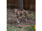 Adopt Shila a Treeing Walker Coonhound, Mixed Breed