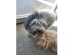 Adopt Karen a Poodle, Mixed Breed