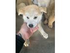 Adopt Puppy 2 a Chow Chow, Mixed Breed