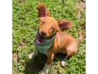Adopt Socks a Terrier