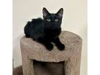 Adopt lilian a Domestic Short Hair
