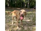 Adopt Mama June a Labrador Retriever
