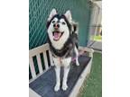Adopt Aurora a Alaskan Malamute, Mixed Breed