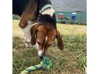 Adopt Riley a Hound