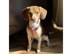 Adopt Daisy a Beagle